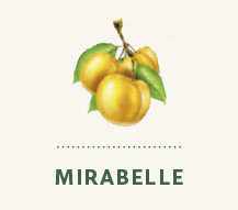 Illustrierte Mirabelle adaptiert von Flaschenetikett, Marke Schloss Salem, Submarke Der Milde aus Baden.